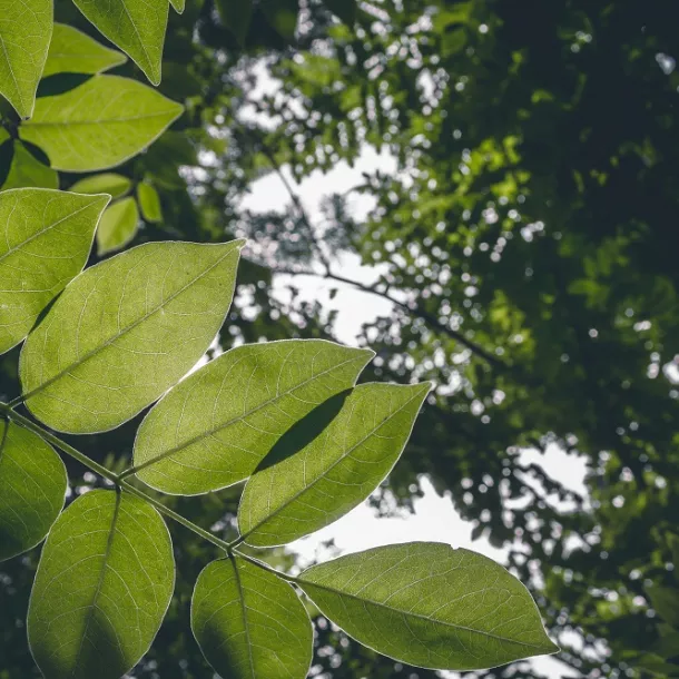 Nachhaltigkeit - Blätter und Bäume