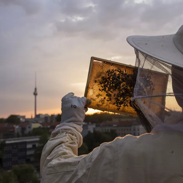 Beekeeper holding a honeycomb into the sunset.