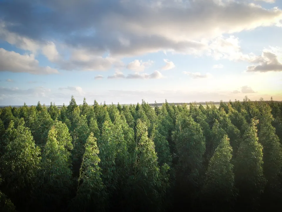 Nachhaltigkeit - Wald von oben Wald von oben mit Himmel und Sonne