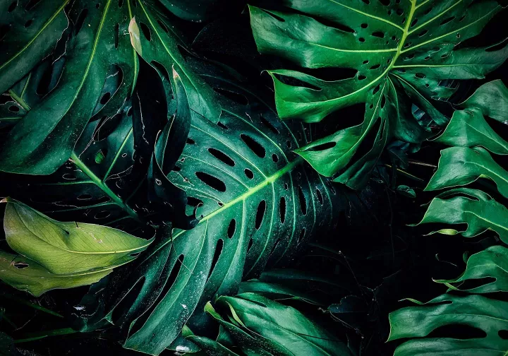 Grüne Pflanzenblätter mit dunklem Hintergrund