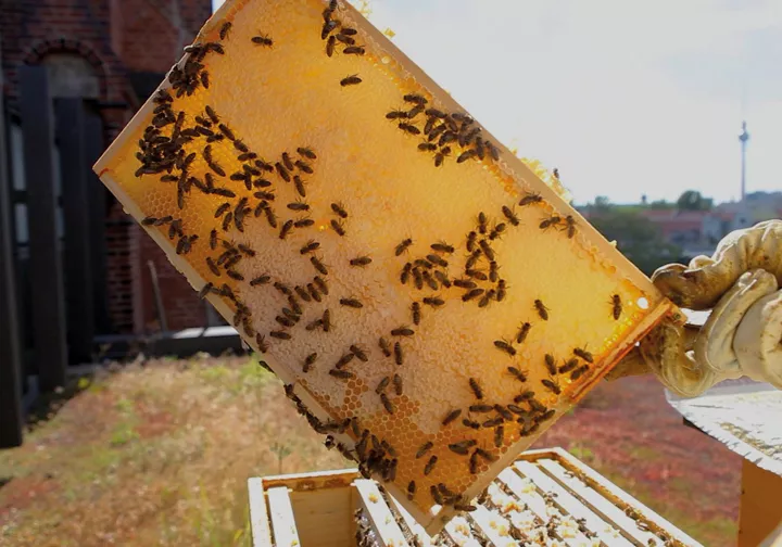 Waben mit Honig und Bienen im Umweltforum