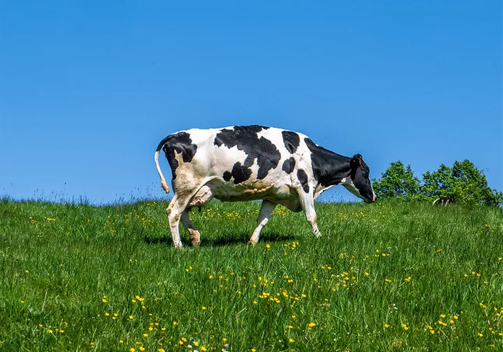 Eine Kuh auf einer grünen Weide unter einem klaren blauen Himmel.