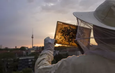 Beekeeper holding a honeycomb into the sunset.